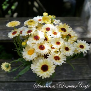 Calendula - Snow Princess - Morgenfrue - fr