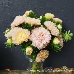 Callistephus chinensis - Asters - King Size Apricot - Fr