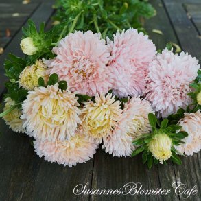 Callistephus chinensis - Asters - King Size Apricot - Fr