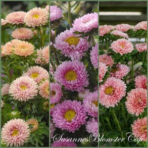 CALLISPEPHUS - ASTERS