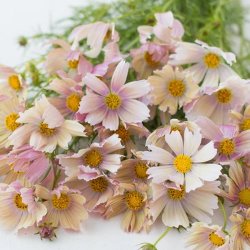 Cosmos bipinnatus - Apricot Limonade - Stolt kavaler- fr