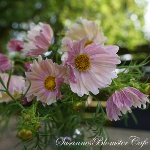 Cosmos bipinnatus - Apricot Limonade - Stolt kavaler- fr