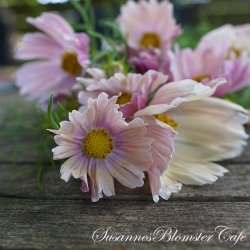 Cosmos bipinnatus - Apricot Limonade - Stolt kavaler- fr