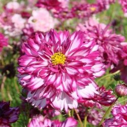 Cosmos bipinnatus Double Click Bicolour Violet - fr