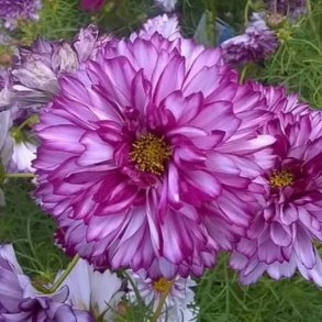 Cosmos bipinnatus Double Click Bicolour Violet - fr