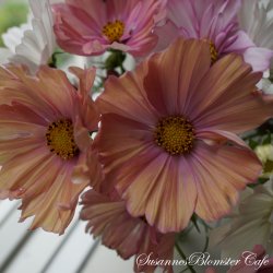 Cosmos bipinnatus - Apricotta - Stolt kavaler- fr