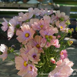 Cosmos bipinnatus - Apricotta - Stolt kavaler- fr