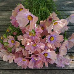 Cosmos bipinnatus - Apricotta - Stolt kavaler- fr