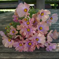 Cosmos bipinnatus - Apricotta - Stolt kavaler- fr