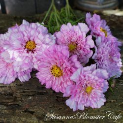 Cosmos bipinnatus  Double Click Bicolour Pink - Stolt Kavaler - fr