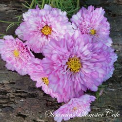 Cosmos bipinnatus  Double Click Bicolour Pink - Stolt Kavaler - fr