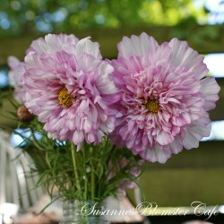 Cosmos bipinnatus  Double Click Bicolour Pink - Stolt Kavaler - fr