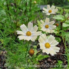 Cosmos bipinnatus Kiiro - Fr