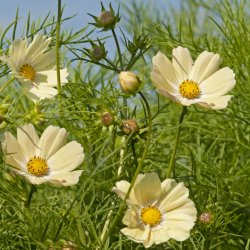 Cosmos bipinnatus Kiiro - Fr