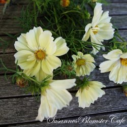 Cosmos bipinnatus - 'Xanthos' - Stolt kavaler- fr