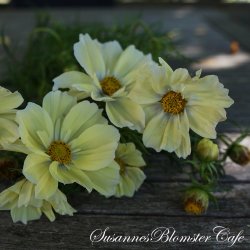Cosmos bipinnatus - 'Xanthos' - Stolt kavaler- fr