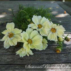 Cosmos bipinnatus - 'Xanthos' - Stolt kavaler- fr