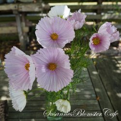 Cosmos bipinnatus Cupcake Blush - fr