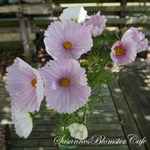 Cosmos bipinnatus Cupcake Blush - fr