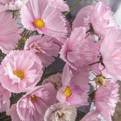 Cosmos bipinnatus Cupcake Blush - fr