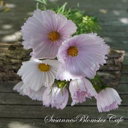 Cosmos bipinnatus Cupcake Blush - fr