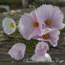 Cosmos bipinnatus Cupcake Blush - fr