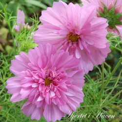 Cosmos bipinnatus  Double Click Rose Bonbon - Stolt Kavaler - fr