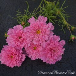 Cosmos bipinnatus  Double Click Rose Bonbon - Stolt Kavaler - fr