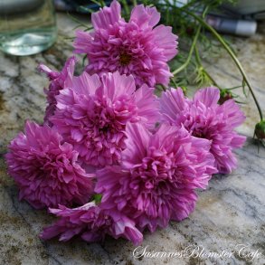 Cosmos bipinnatus  Double Click Rose Bonbon - Stolt Kavaler - fr