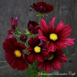 Cosmos bipinnatus - Rubinato - Stolt kavaler - Fr