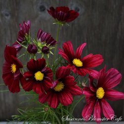 Cosmos bipinnatus - Rubinato - Stolt kavaler - Fr