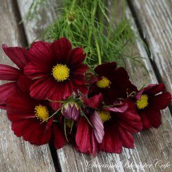 Cosmos bipinnatus - Rubinato - Stolt kavaler - Fr