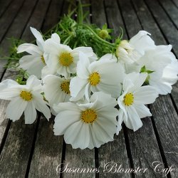 Cosmos bipinnatus - Purity - Stolt kavaler - Fr