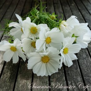 Cosmos bipinnatus - Purity - Stolt kavaler - Fr