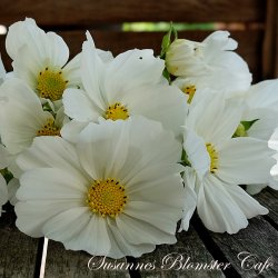 Cosmos bipinnatus - Purity - Stolt kavaler - Fr