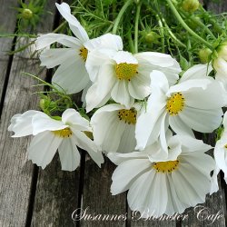 Cosmos bipinnatus - Purity - Stolt kavaler - Fr