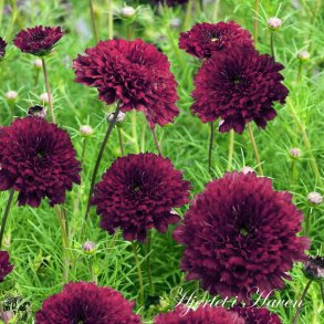 Cosmos bipinnatus  Double Click Cranberries. Stolt Kavaler - fr