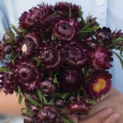 Helichrysum bracteatum  - Purple Red - fr