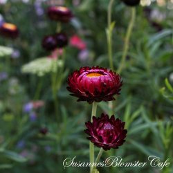 Helichrysum bracteatum  - Purple Red - fr