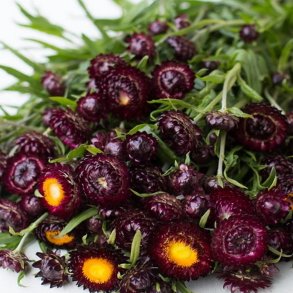 Helichrysum bracteatum  - Purple Red - fr