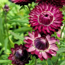 Helichrysum bracteatum  - Purple Red - fr