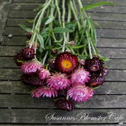 Helichrysum bracteatum  - Sweet Jam - fr