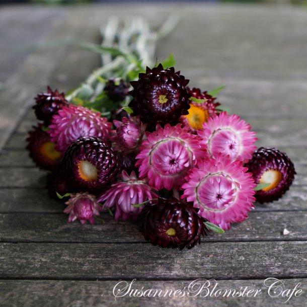 Helichrysum bracteatum  - Sweet Jam - fr