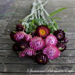 Helichrysum bracteatum  - Sweet Jam - fr