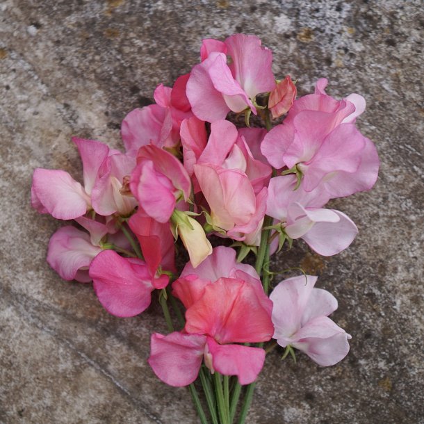 Lathyrus odoratus - Elegans Soft Pink - rteblomst - fr