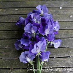 Lathyrus odoratus - Heathcliff - rteblomst - fr