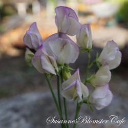 Lathyrus odoratus High Scent - rteblomst - fr