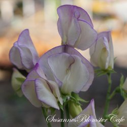Lathyrus odoratus High Scent - rteblomst - fr