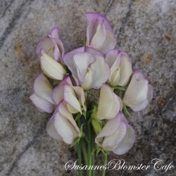 Lathyrus odoratus High Scent - rteblomst - fr