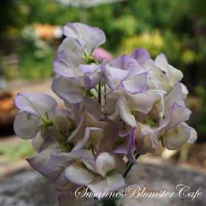 Lathyrus odoratus High Scent - rteblomst - fr